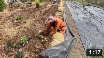 Mixing green and not green “mulch”. Or, how to help your neighbor not let weeds
grow into yours. Everyone wins!

Guides
[/the-ferment-farm/posts/categories/guides]
Mulch Gardening
[/the-ferment-farm/posts/categories/mulch-gardening]