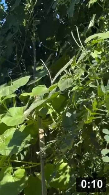 Yes i will touch you with a 20 foot pole. Sex with a Sicilian Serpent Zucchini
can get kinky!

Planting
[/the-ferment-farm/posts/categories/planting]