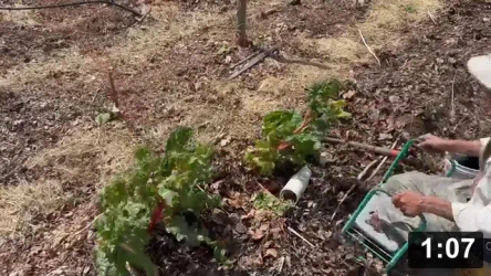 And second year planting the chard perimeter. Bonus fresh salad!

Mulch Gardening
[/the-ferment-farm/posts/categories/mulch-gardening]
Planting
[/the-ferment-farm/posts/categories/planting]
