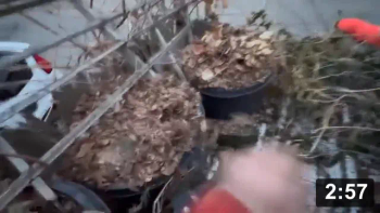On Pot growing…

Guides
[/the-ferment-farm/posts/categories/guides]
Mulch Gardening
[/the-ferment-farm/posts/categories/mulch-gardening]