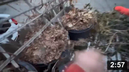 On Pot growing…

Guides
[/the-ferment-farm/posts/categories/guides]
Mulch Gardening
[/the-ferment-farm/posts/categories/mulch-gardening]