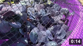 Life of a farmer… bug control

Mulch Gardening
[/the-ferment-farm/posts/categories/mulch-gardening]