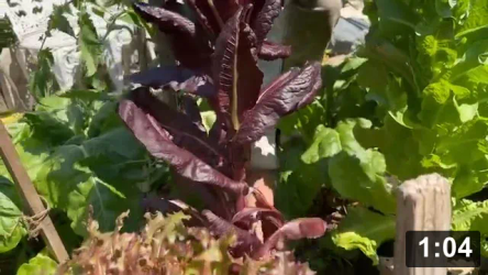 DNA into the future! Seed saving.

Seed Collecting & Starting
[/the-ferment-farm/posts/categories/seed-collecting-and-starting]