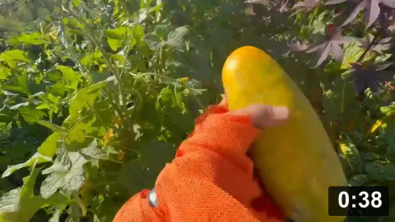  3. Pickle/tom fence & pattypan prickle gloves