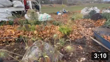 Carrot bed harvesting, seed saving, and re mulching

Mulch Gardening
[/the-ferment-farm/posts/categories/mulch-gardening]
Harvesting
[/the-ferment-farm/posts/categories/harvesting]
Guides
[/the-ferment-farm/posts/categories/guides]
Seed Collecting & Starting
[/the-ferment-farm/posts/categories/seed-collecting-and-starting]