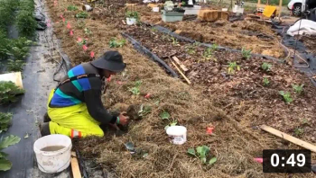 Planting
[/the-ferment-farm/posts/categories/planting]