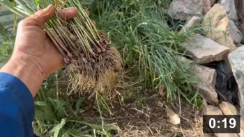 What to do with a 4 yr old garlic lawn.

Harvesting
[/the-ferment-farm/posts/categories/harvesting]
Planting
[/the-ferment-farm/posts/categories/planting]