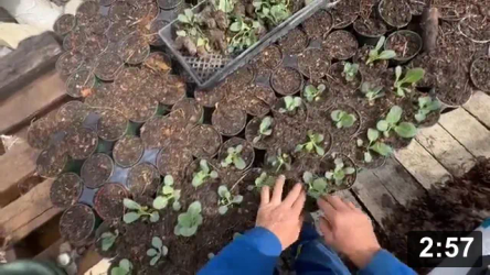 Cabbage Planting

Planting
[/the-ferment-farm/posts/categories/planting]