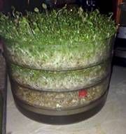 Sprouts