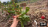 Thumbnail 95