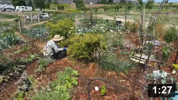 Dont grow parsnip seeds (biannual). Plant makes a toxic sap like poison ivy. Can
cause a skin burn that lasts 2 YEARS!

Guides
[/the-ferment-farm/posts/categories/guides]
Planting
[/the-ferment-farm/posts/categories/planting]