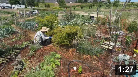 Dont grow parsnip seeds (biannual). Plant makes a toxic sap like poison ivy. Can
cause a skin burn that lasts 2 YEARS!

Guides
[/the-ferment-farm/posts/categories/guides]
Planting
[/the-ferment-farm/posts/categories/planting]