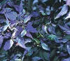 Largo Purple