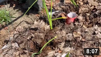 Vlog 22 catchup: Father’s day. Teaching youngsters how to grow food. Magic!
Three Boyos and two Grand kiddies red onion planting AT THE SAME TIME! Takes the
same kinda wizard that can grow the world’s largest pickle
[/mulch-gardening/big-larry-cucumber].

Notes:

 * If only children learned to plant & nurture. Not kill unwanted plants
   (Weeding). It’s a Divine Parent thing. Teach by example. Though teaching…. So
   hard. Respect to all those teachers i helped retire by teaching how to grow
   food. Much penance is due!
 * Knocking blossoms off plants that have small bwains (too long in pots) like
   pickling cucumbers can stimulate the roots to start growing to full
   potential. Big root= big bwain

Just for Fun
[/the-ferment-farm/posts/categories/just-for-fun]
Planting
[/the-ferment-farm/posts/categories/planting]