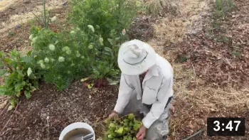 Ferment Farm visit No.8: Planting (pink) Celery & Beets (feat. Ferment Farm
birds)

Guides
[/the-ferment-farm/posts/categories/guides]
Planting
[/the-ferment-farm/posts/categories/planting]
Mulch Gardening
[/the-ferment-farm/posts/categories/mulch-gardening]