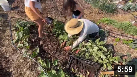 Ferment Farm visit No.16: Gardening into the future: Kale, Carrots, & KIDS!

Harvesting
[/the-ferment-farm/posts/categories/harvesting]
Planting
[/the-ferment-farm/posts/categories/planting]