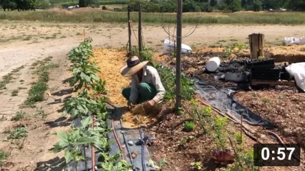 Coolin it down.

Guides
[/the-ferment-farm/posts/categories/guides]
Mulch Gardening
[/the-ferment-farm/posts/categories/mulch-gardening]