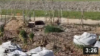Vlog.10 Ferment Farm pathways.

New & old using wood chips, they make better pathways than leaves or sand.

Notes:

 * We’re spreading chips over pathways made of sand. Pathways that turned into
   clay moats and grew weeds and had to be filled. Lesson here is always have
   your pathways HIGHER than your garden beds. (Water travels downhill)
 * Farm plots are still available! $125/yr, just under 20x80 ft.

Mulch Gardening
[/the-ferment-farm/posts/categories/mulch-gardening]
Cool Projects
[/the-ferment-farm/posts/categories/cool-projects]